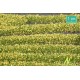 Yellow Blossom Strips