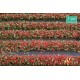 Red Blossom Strips