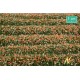 Orange Blossom Strips