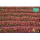 Magenta Blossom Strips