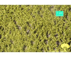 Birch Foliage Spring