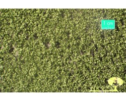 Birch Foliage Summer