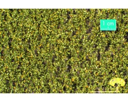 Birch Foliage Early Fall