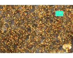 Birch Foliage Late Fall