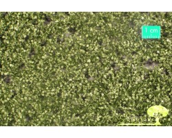 Birch Foliage Summer (Large)