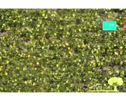 Birch Foliage Early Fall (Large)