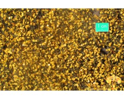 Birch Foliage Early Fall (large)