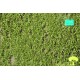 Lombardy Popular Foliage Spring Lombardy Popular Foliage Spring