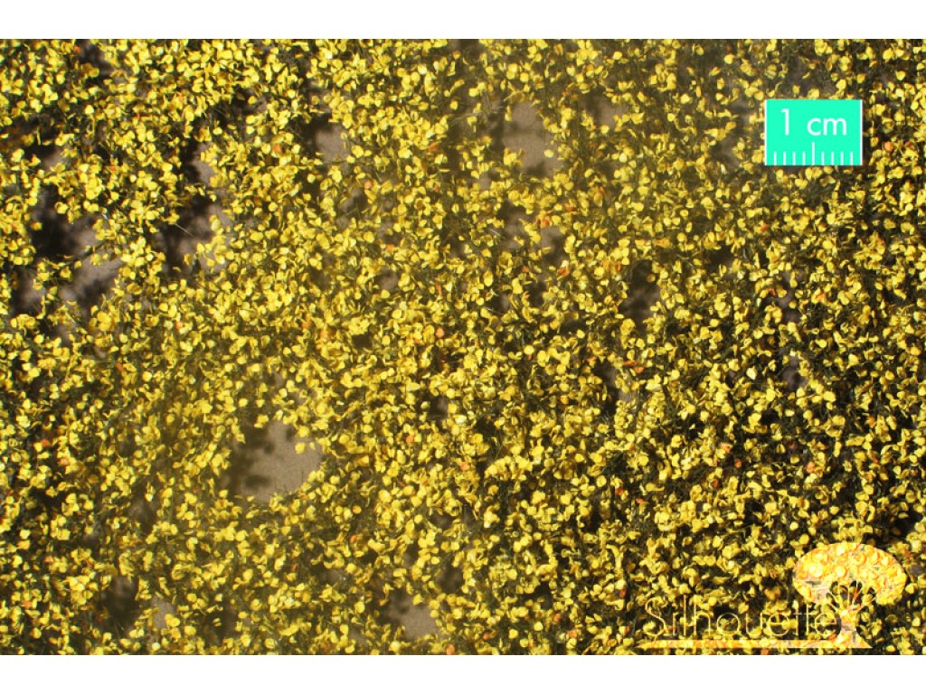 Lombardy Popular Foliage Late Fall Lombardy Popular Foliage Late Fall