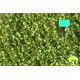 Maple Foliage (Spring)