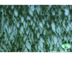 Forest Pine (Summer)