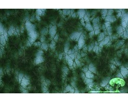 Forest Pine (Summer)