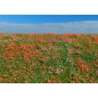 Blooming Meadow Poppies