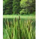 VG3-008 Bulrush