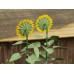 VG3-024 Sunflowers