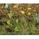 VG4-003 Marsh Marigold