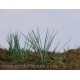 VG4-007 Common Sedge