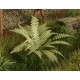 VG7-001 Fern