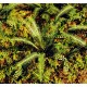 VG7-037 Tropical Fern